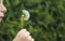A small child blows away a fluffy dandelion.