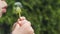 A small child blows away a fluffy dandelion.