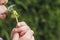 A small child blows away a fluffy dandelion.