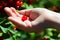 Small child hand holding a single berry of redcurrant Riber Rubrum in palm