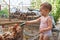 A small child is looking at chickens and a rooster in a chicken coop on a farm and feeds chickens with cucumbers