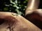 A small child Praying Mantis or Mantis Religiosa sits on tne hand os small girl.