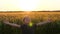 A small child raises his hands to the sky, against the background of a beautiful sunset. Freedom, emotions of children. Happy chil