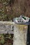 Small child`s grey and green shoe sitting on a weathered fence post.