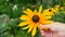 A small child touches a yellow flower. Close-up of a child`s hand. Bee on yellow flower.