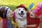 Small children dressed in elegant festive fun wigs with their dog