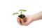 Small children hand hold a blossoming cucumber seedling. Seed germination. Child hand holding a sprout in egg with soil isolated o