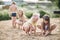 Small children play in the sand in the yard of their house in the summer.