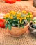 Small chili peppers in a clay pot. Yellow orange jalapeno peppers vertical still life. Harvest Festival