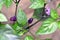 Small chilli pepper purple chinese multicolor plant in garden photography