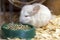 A small chinchilla sits near a plate with food