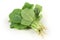 Small Chinese cabbage
