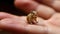Small chipmunk on a human hand. Shallow depth of field.