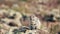 A small chipmunk sits over a cliff and eats.