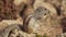 A small chipmunk sits over a cliff and eats.