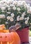 small chipmunk sits on a pumpkin edge