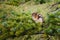 Small chipmunk sitting on a green tree