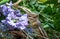 Small chipmunk smells purple flowers