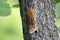 Small chipmunk on trunk