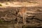 Small chital spotted deer in a forest