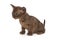 Small chocolate-colored kitten European Burmese