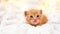 Small Christmas orange kitten is sweetly basking with christmas garland on a light soft background. Soft and cozy