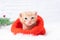 Small Christmas orange kitten is sweetly basking and looking at the camera in a knitted red Santa hat. Soft and cozy