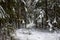 A small Christmas tree dusted with snow