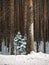 A small Christmas tree grows in a tall pine forest. Winter coniferous forest in the snow