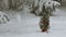 Small Christmas tree under falling snow