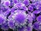 Small chrysanthemum. bright white-violet flowers. background of flowers. for design.