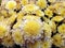 Small chrysanthemum. bright yellow-white flowers. background of flowers. for design.