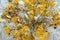 Small chrysanthemums