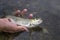 Small chub fish in hand. Releasing fish back in water