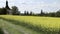 Small church, baroque chapel with belfry at field with oilseed rape