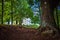 Small church behind lush trees in a forest. Calvary over Kremnica town in Slovakia.