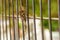 A small cicada perched on the gate.