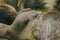 Small-clawed Otter with dark brown hair White neck area The hair is quite short