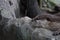 small clawed otter resting on rock