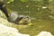 Small-clawed Otter in the water.