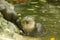 Small-clawed Otter in the water.