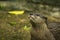 Small-clawed Otter in the water.