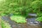 Small clean river flowing through green forest