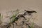 Small closeup snake crawl by a sand