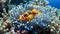 small clownfish swimming among the delicately colored tentacles of an anemone under the sea surface