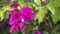 Small cluster of Bougainvillea spectabilis also known as Buganvilla plant