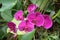 A small cluster of bright vivid saturated vibrant pink colored Moth Orchids