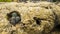 Small cluster of hedgehog cactus Echinocereus engelmannii growing inside a hole in a boulder