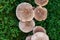 A small cluster of mushrooms appeared in a wet green grass lawn