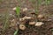 Small cluster of mushrooms on pine forest floor